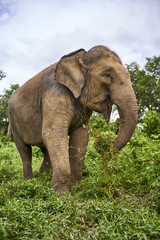 Fototapeta na wymiar elephant play with grass