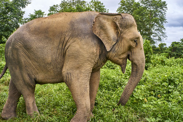 Fototapeta na wymiar elephant play with grass