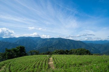 Obraz premium 翠波高原のコスモス畑 愛媛県四国中央市