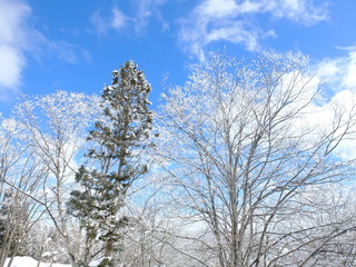 雪をまとった木々に囲まれて