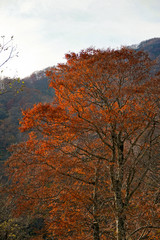 Fototapeta premium Arimine of autumn leaves season in Toyama Japan. 紅葉シーズンの有峰 日本 富山県富山市