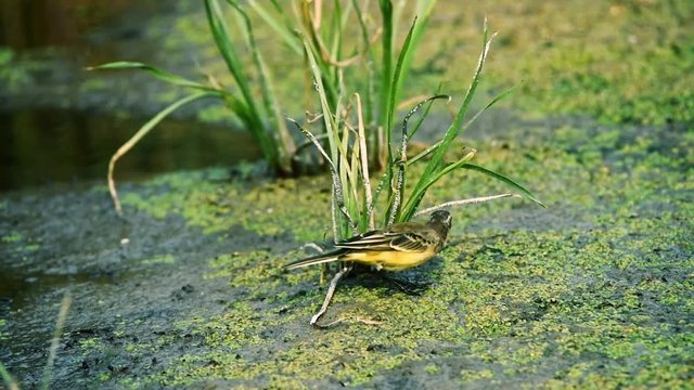 Western Yellow Wagtail or Motacilla flava on ground