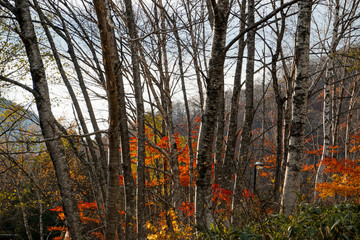 Autumn birch tree in Toyama, Japan.  秋の白樺　日本富山県富山市有峰