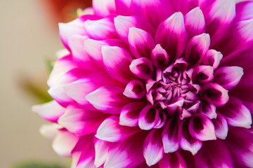 Close up pink Dahlia hybrid flower in the garden.