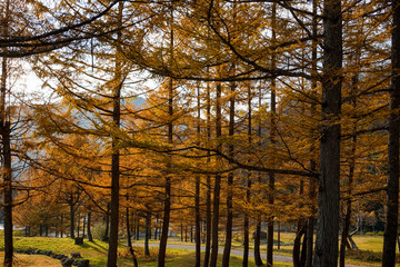 Larch forest in Toyama, Japan.　カラマツの森  日本富山県富山市有峰