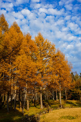 Naklejka premium Larch in the autumn and the sky. 秋のカラマツと空