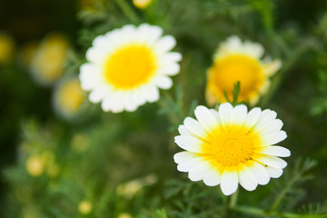 White flower on nature background.