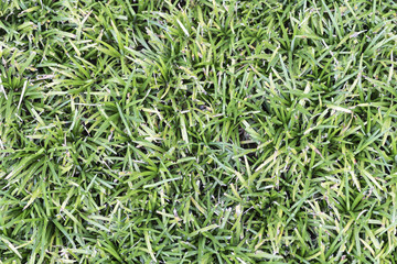 Obraz premium Close - up green grass natural texture background