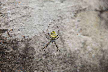 巣の中心に陣取るナガコガネグモ(宮城県)