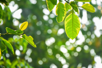 Green leaves in the nature with bokeh background.