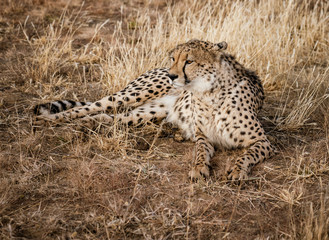 Fototapeta premium Adult cheetah lies down in dry grass