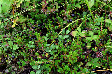 Crowberry (Empetrum nigrum) is also known as blackberry or mossberry.