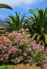 Exotic tropical flora in the park of Tenerife with blooming pink oleander bush in the foreground.
Canary Islands,Spain.Travel concept.