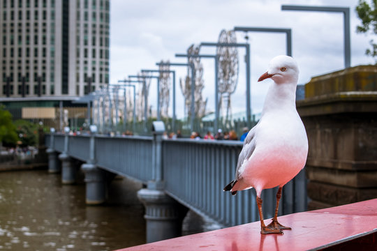 Bird model