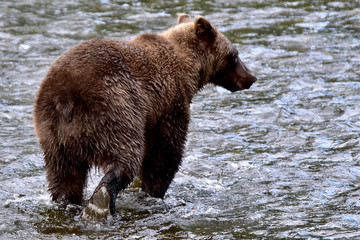 Obraz na płótnie Canvas Brown bear, Russian River, Alaska