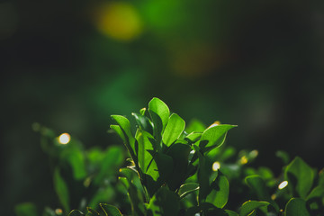 Green leaves in the nature with bokeh background.