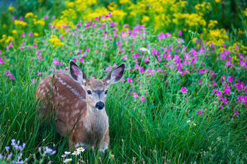 Young spotted deer in meadow of flowers
