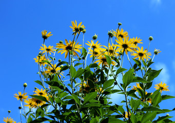 black eyed susan against blue sky