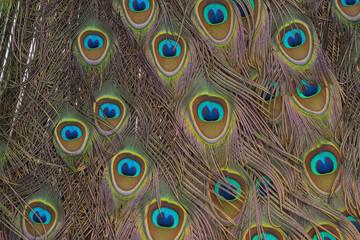 Close up peacock feather