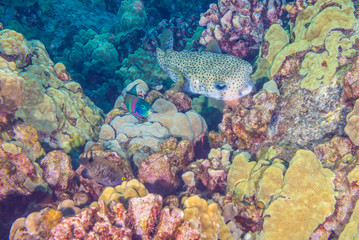 Porcupine fish and coral reef