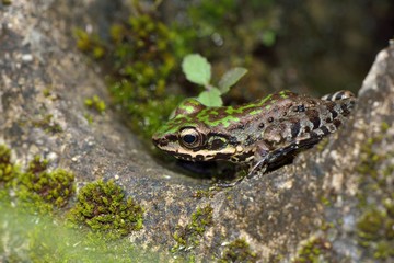 Swinhoe's frog (Odorrana swinhoana) (Boulenger, 1903).