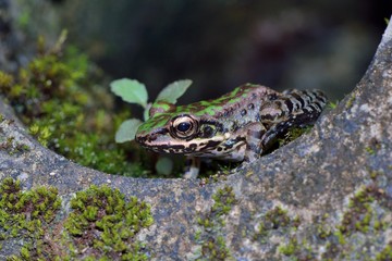 Swinhoe's frog (Odorrana swinhoana) (Boulenger, 1903).