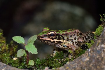 Swinhoe's frog (Odorrana swinhoana) (Boulenger, 1903).