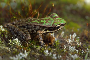Swinhoe's frog (Odorrana swinhoana) (Boulenger, 1903).
