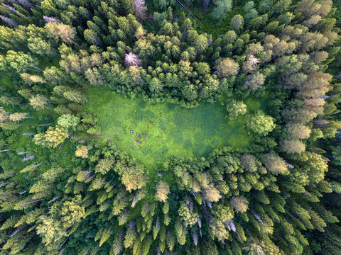 Glade in the forest. drone view