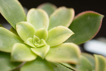 Green flower with opened leaves