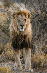 Fototapeta na wymiar Adult male lion stands in short dry grass