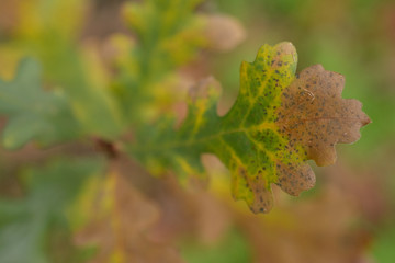 Fading leaf of green plant