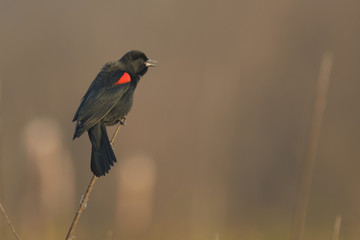 Little black bird singing on twig