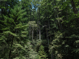 Aerial Top Down Forest Tree Shots Russian Gulch California National Park