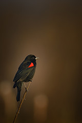 Little black bird sitting on stick