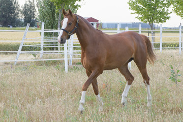 Highbred brown horse&nbsp;on ranch