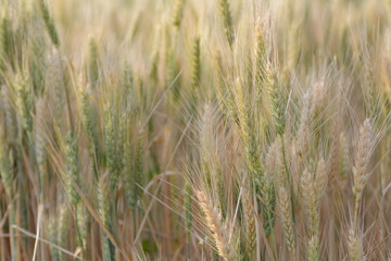 Close up view of wheat ears