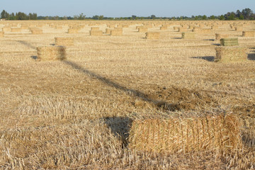 Hay packs on farmland