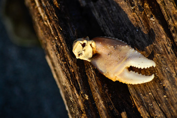 crab leg on the beach