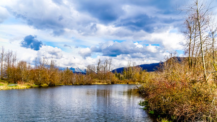 The lagoon at the Great Blue Heron Reserve near Chilliwack, British Columbia, Canada with the Coast Mountains in the background