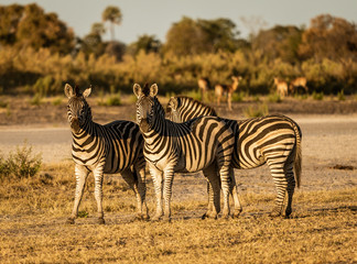 Fototapeta na wymiar A small dazzle of zebras look at the photographer