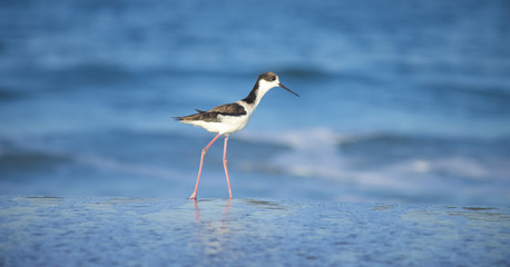Bird Stilt looking for food on Campeche beach Florianópolis