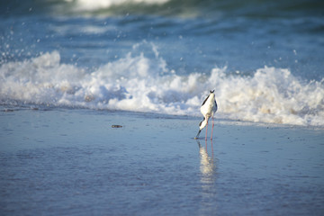 Bird Stilt looking for food on Campeche beach Florianópolis