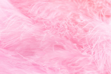 Macro shot of pink bird fluffy feathers in soft and blur style