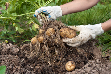 Fototapeta hands of gardener with digging bush potato obraz