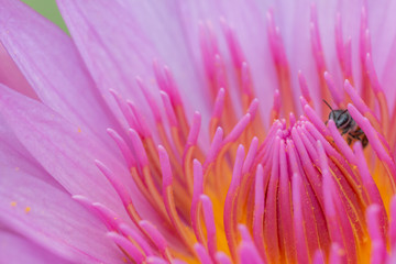 Obraz premium Close up of lotus pollen from pink lotus with pink lobe