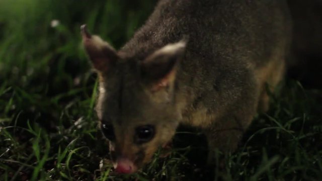 Australian Brushtail Possum on Floor Following Camera