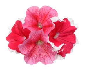 pink and red petunia isolate on white