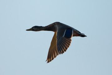 wild duck flying in the wild