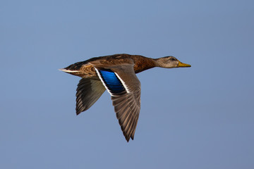 wild duck flying in beautiful light 